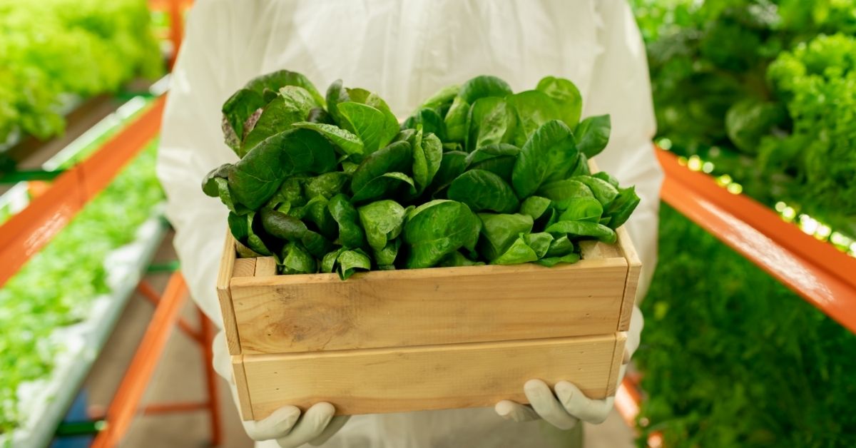 Farmer holding a pot of leafy greens