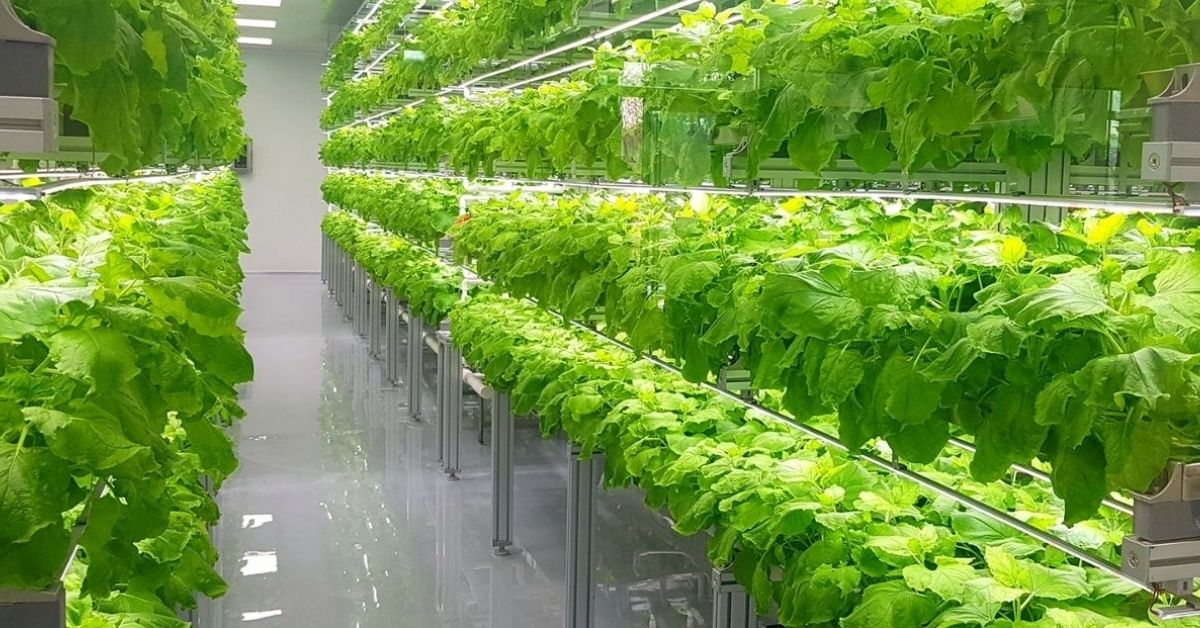 Vertical farming layers from a distance, with leafy greens