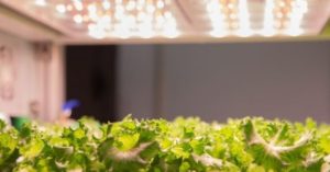 LED grow lights illuminating a layer of leafy greens in a vertical farm
