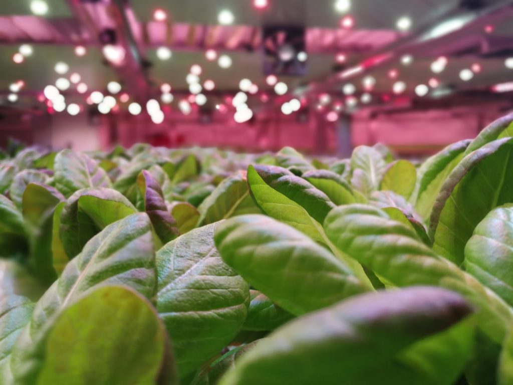 Vertical farming layer with leafy greens and grow light panels