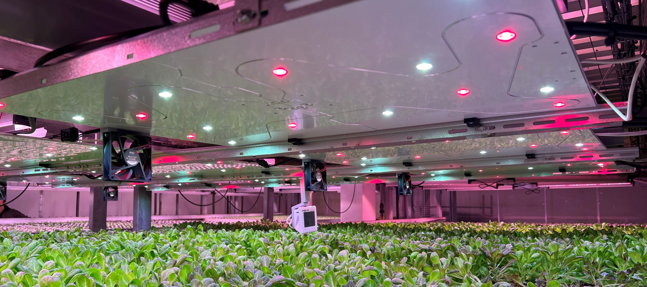 Gracy, our panel for vertical farming lighting up a layer of leafy greens