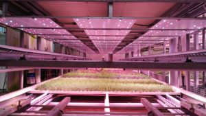 Vertical farming grow lights layer with crops