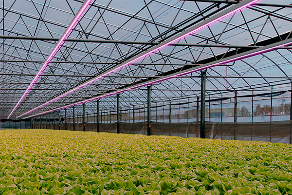 Greenhouse HORTISABER website menu 600x400