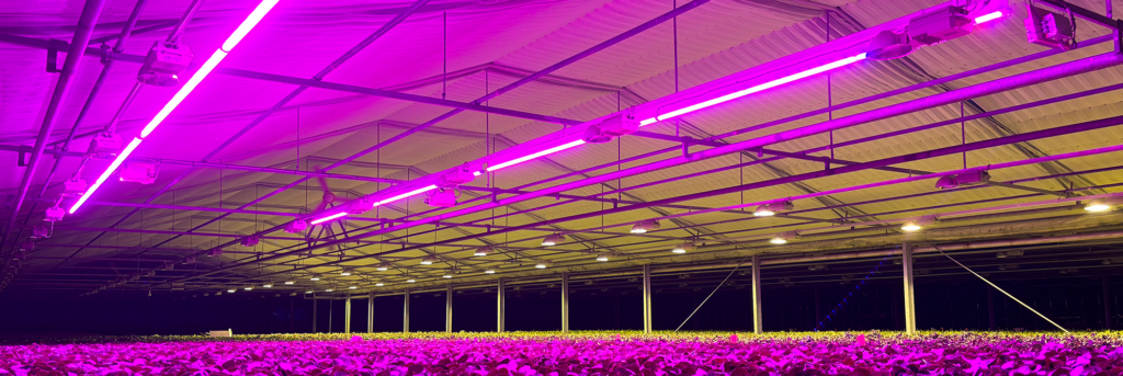 Hortisaber Linear grow lights