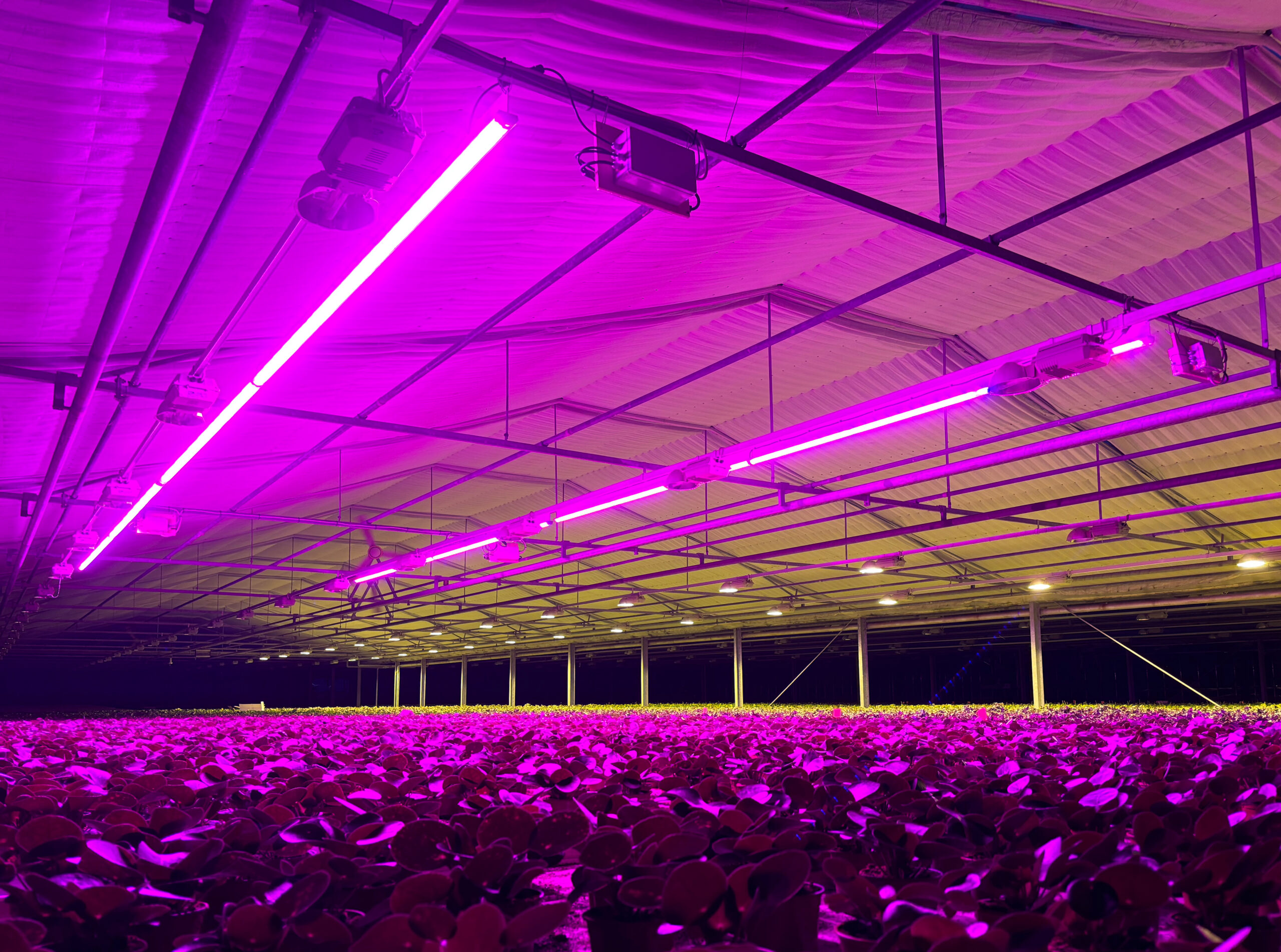 Hortisaber Linear grow lights